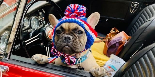 LesNews's tweet photo. Une ville du #Kentucky a élu un chien #wilburbeast comme nouveau maire via @FoxNews #RabbitHash @SACNSNew https://t.co/ei3lKdfkyA