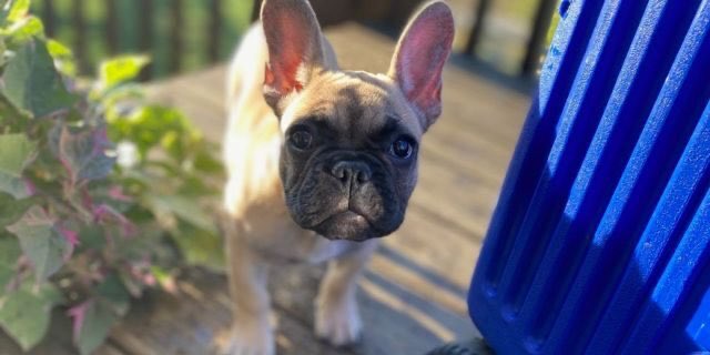 LesNews's tweet photo. Une ville du #Kentucky a élu un chien #wilburbeast comme nouveau maire via @FoxNews #RabbitHash @SACNSNew https://t.co/ei3lKdfkyA