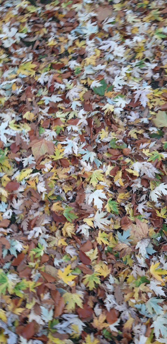 YorkBikeBelles's tweet photo. Great news that the glorious green spaces of @YorkMuseumTrust Museum Gardens and @York_Minster Dean's Park will stay open this time round. Thank you! I was in Dean's Park at the weekend enjoying the peace and autumn leaf pools. #naturenow #lovegreenspaces #thankyou https://t.co/PFVAboXNid