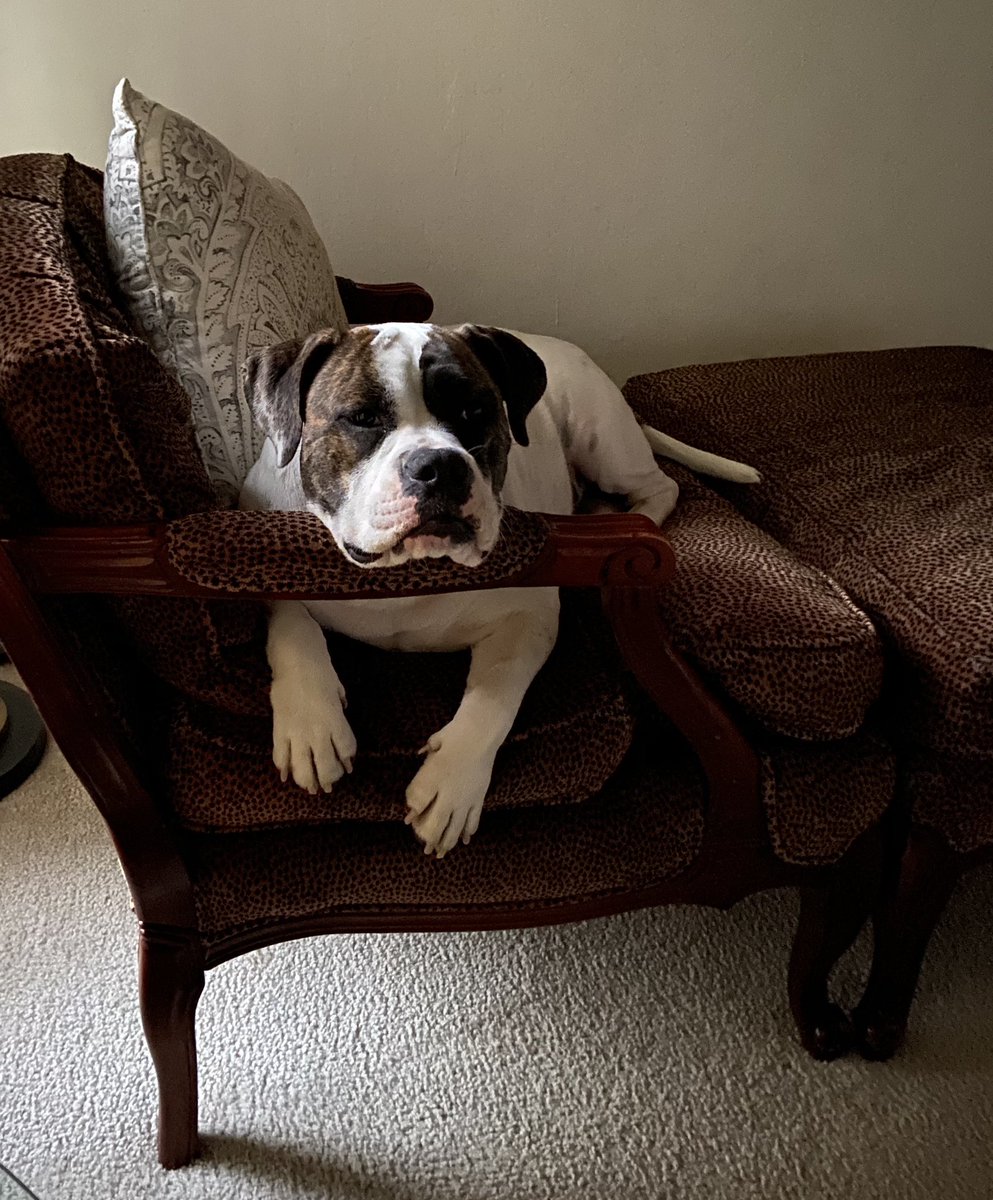 Doron_Noyman's tweet photo. Butterball, studio pal extraordinaire...on her favorite animal print chair. 
#americanbulldog #artistmuse #doronnoymanart #petlovers https://t.co/FIG8hnpDbE