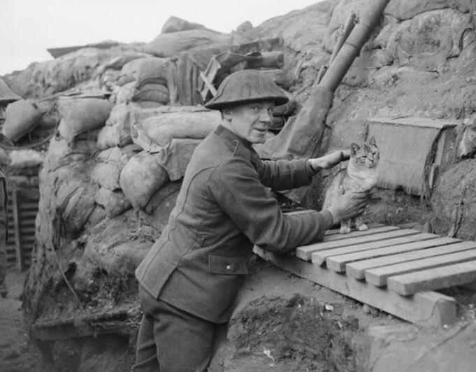 I am wearing my poppy this year to commemorate the brave animals in war for #RemembranceDay 
Cats served as mousers &amp; ratters to protect vital food stores &amp; prevent the spread of disease. They served as a morale boost for soldiers being adopted as “mascots”.
#TheyHadNoChoice.
M🐾