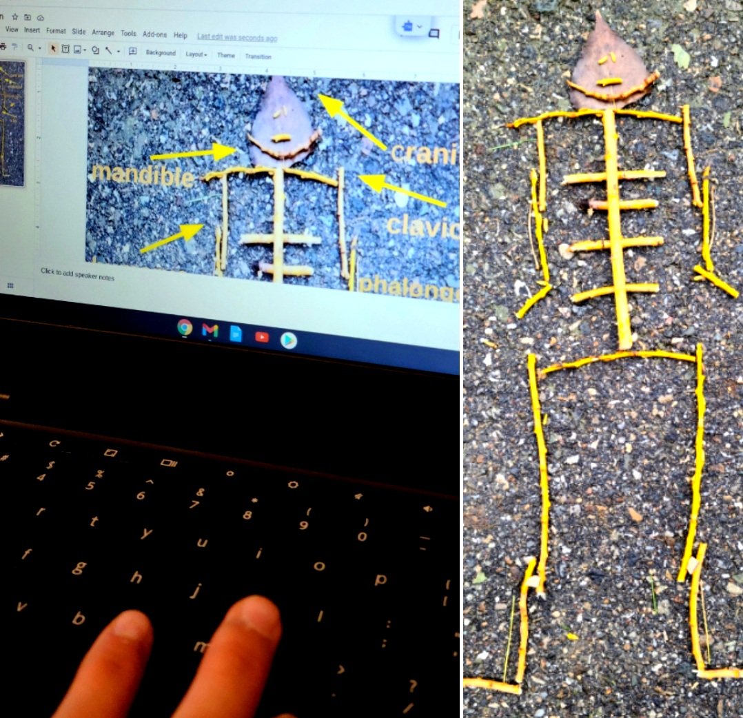 ClassroomCraik's tweet photo. Skeletons: from field to desktop. Pics of skeletons created in nature brought into Slides and labeled. A rich connection between nature and tech. #noticenature #syilxterritory #walkaboutwednesday #outdoored22 #meaningfultech https://t.co/C6cfzC8i7F