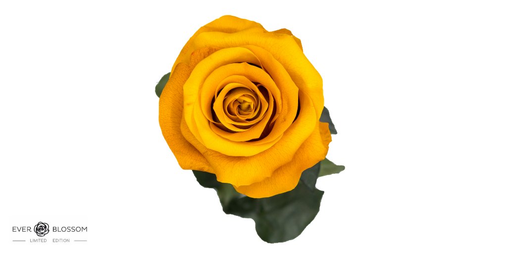everblossomsas's tweet photo. Crees que te falta todo, y solo te faltan unas flores, para sobrarte todo - Antonio Porchia
#rosas #argentina #flores #buenosaires #flor  #rose #flower #ink #arg #natural #nature #megusta #arte #rosarioargentina  #photograph #floral #awesome_florals #beautiful #beauty https://t.co/c30PFbDamc