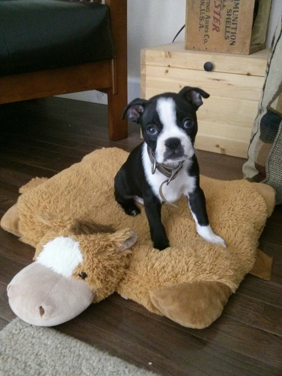 You may not know that you needed this content, frens. Puppies and pillow pets.