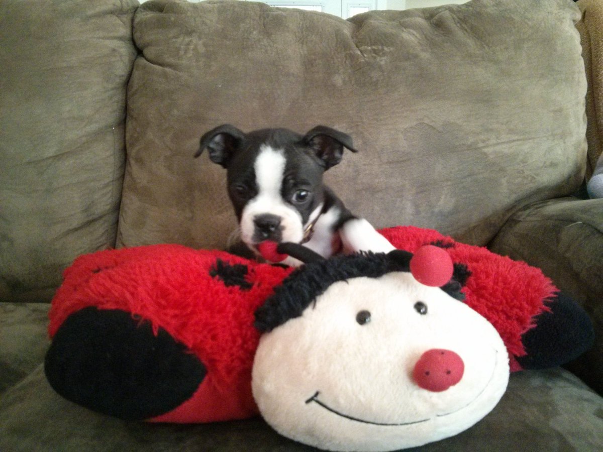 You may not know that you needed this content, frens. Puppies and pillow pets.