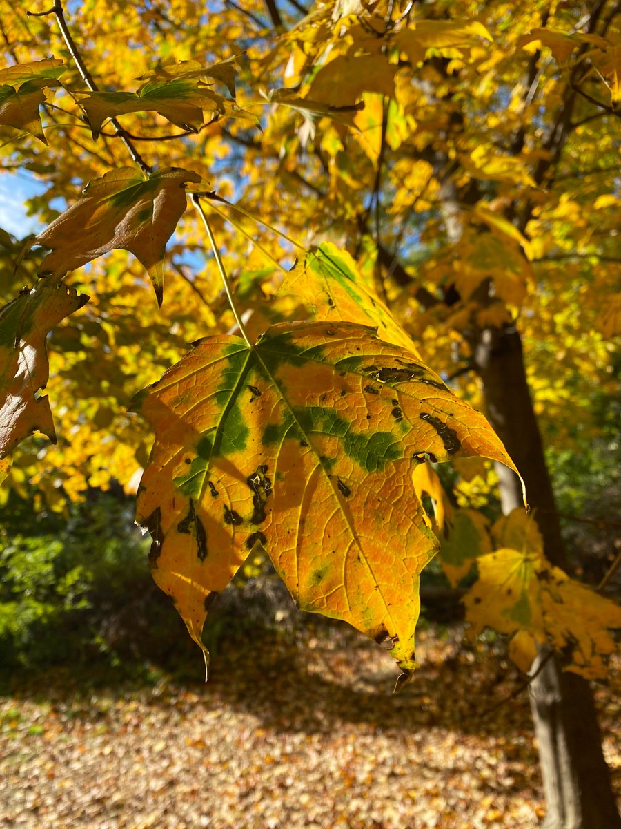 Morningside Park.