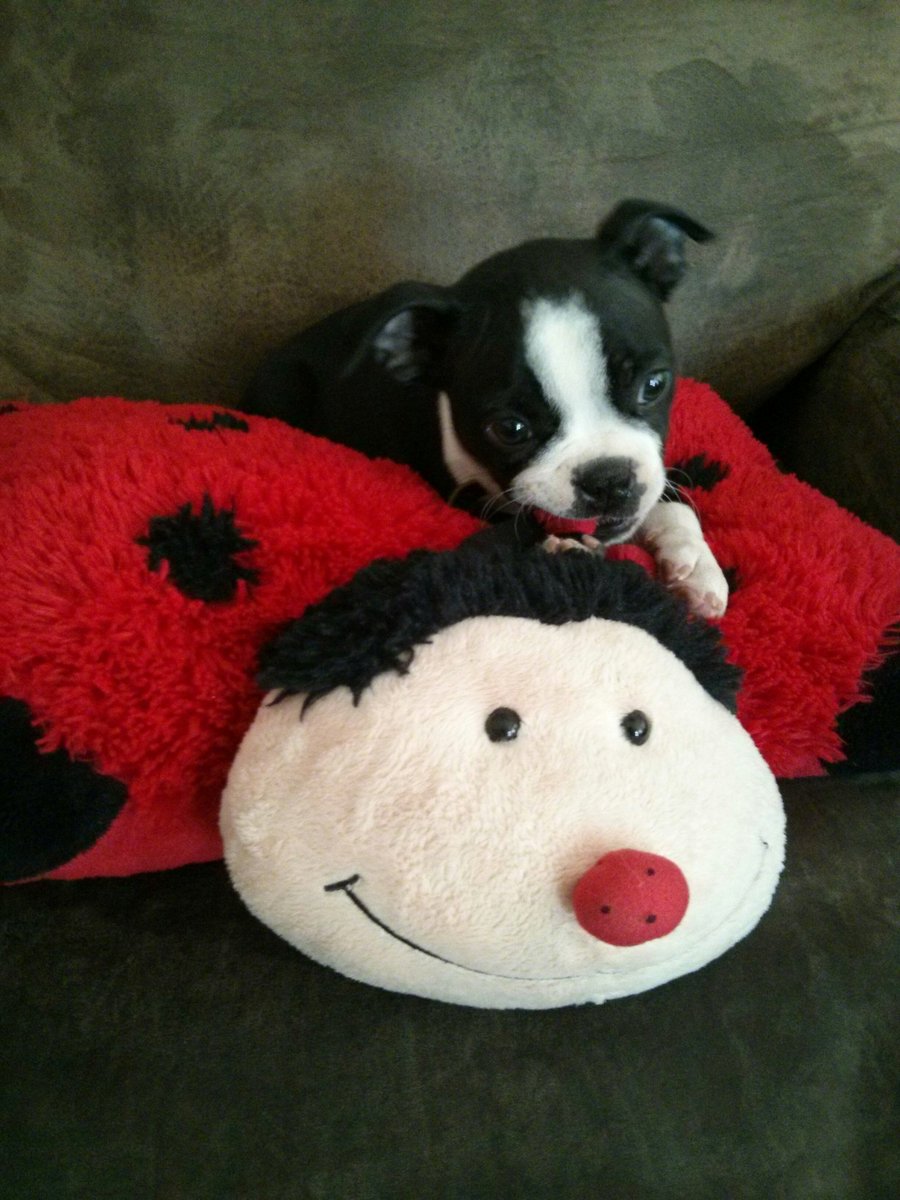 You may not know that you needed this content, frens. Puppies and pillow pets.