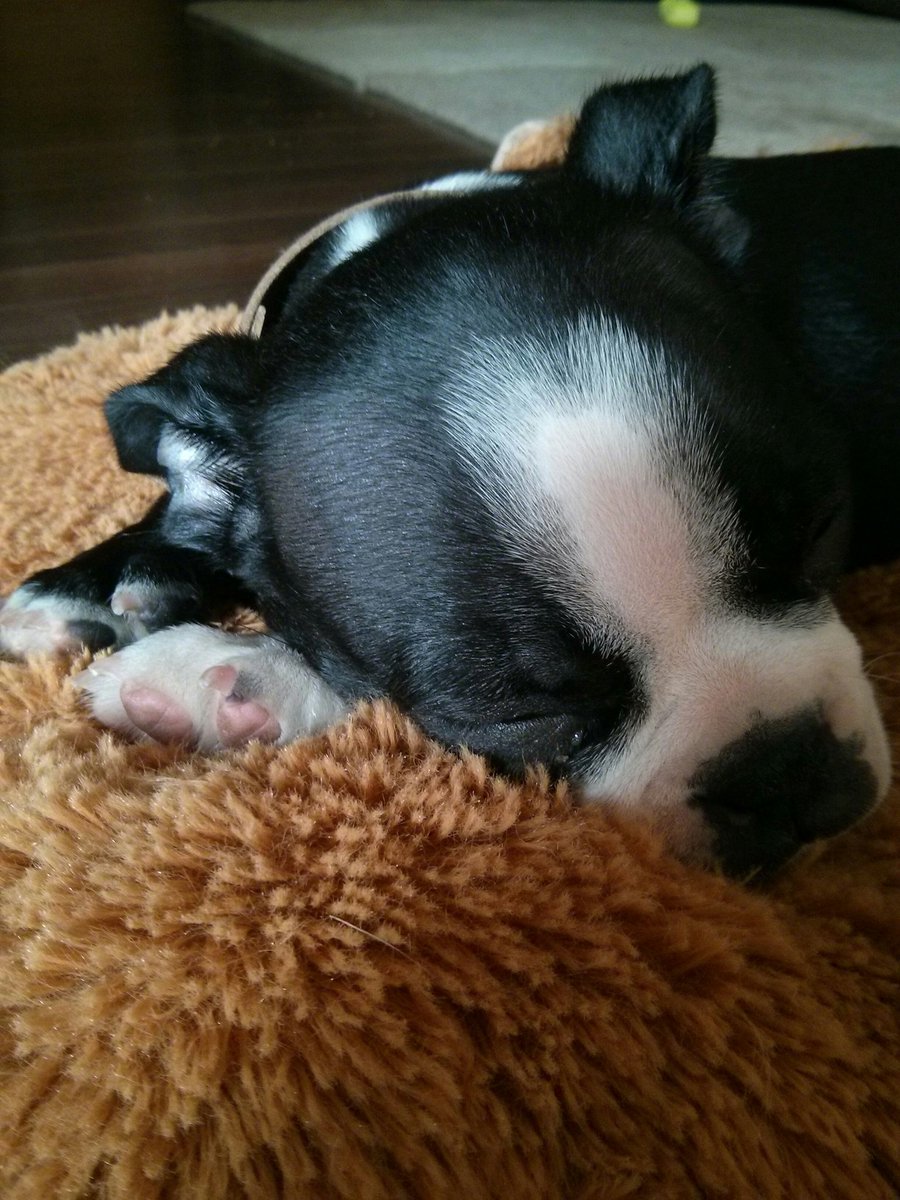 You may not know that you needed this content, frens. Puppies and pillow pets.