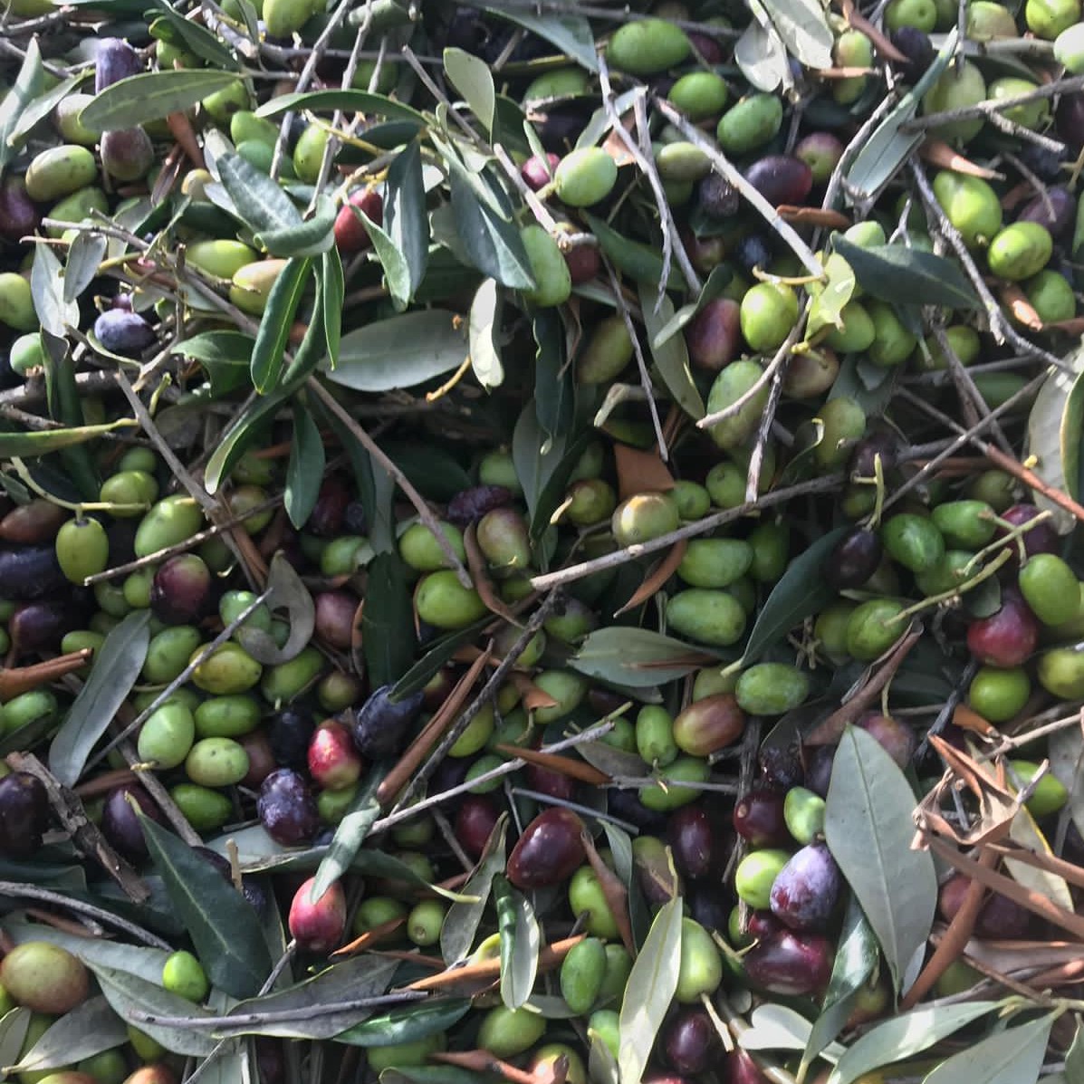 infinity_wines's tweet photo. The 2020 season organic olives from @attanasiocantine have been harvested. Last year's vintage was the finest olive oil we have ever tasted, so we 're super excited to get our hands on the 2020 vintage. #oliveoil #organicoliveoil #infinity_wines https://t.co/cBqGnMVccl