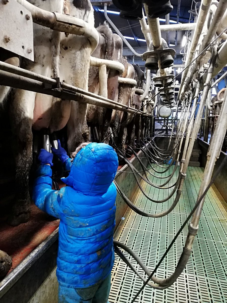 sidesaddlejen's tweet photo. Teamwork in the parlour again tonight! #minifarmers #familyfarming https://t.co/4B9w1F1o7N