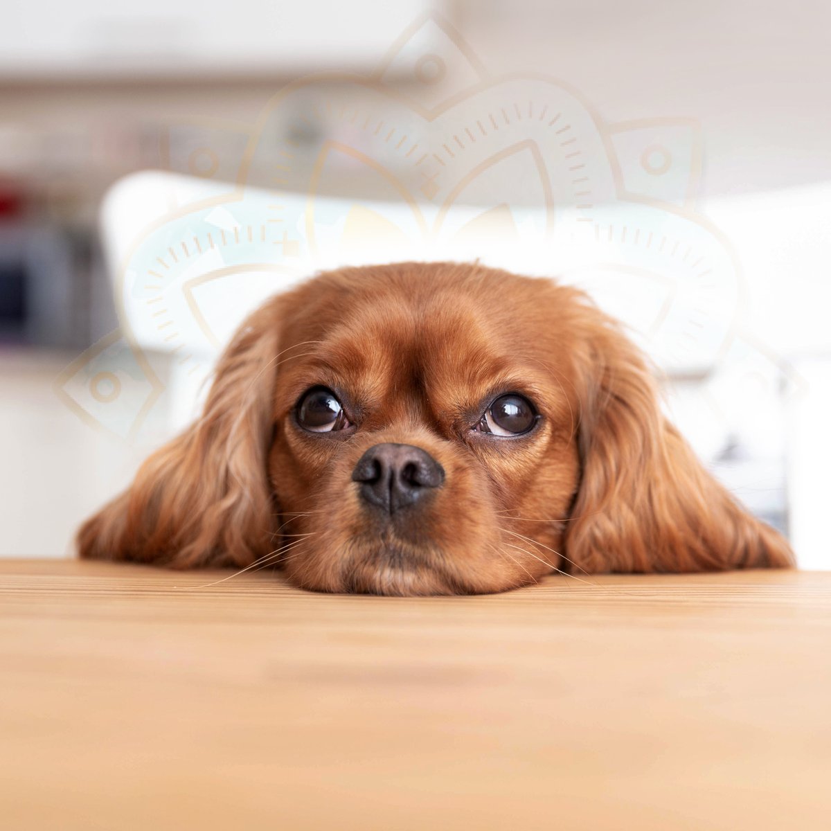 These puppy dog eyes are begging for the best natural health pet products on earth♥

#pets #petsupplies #cbdoil #cbdhealth