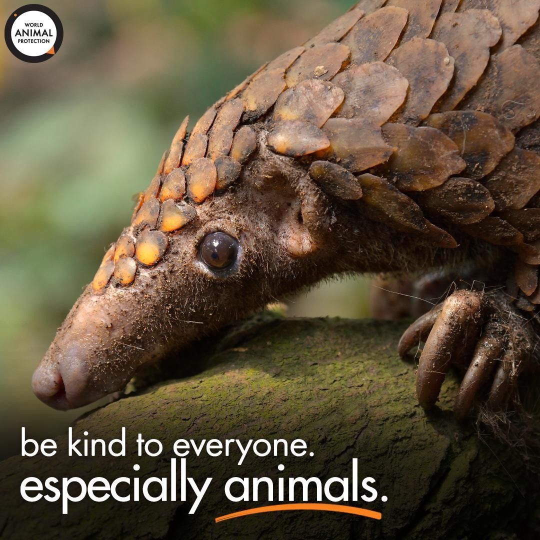 MoveTheWorldUS's tweet photo. Now, more than ever, we need to be kind to animals. ✨ https://t.co/4K9cYpy5Zr