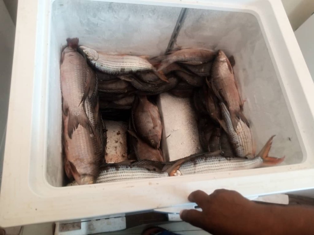 NetsayiMudege's tweet photo. 3 years later Luangwa Fish Trade and Storage facility #zambia initiated by @WorldFishCenter still going strong. Now accommodates a youth cooperative offering fish freezing and storage services. #Youth4DEV @FISH_CGIAR @Tabitha43654091 #fisheries https://t.co/ngxkuZLPv1