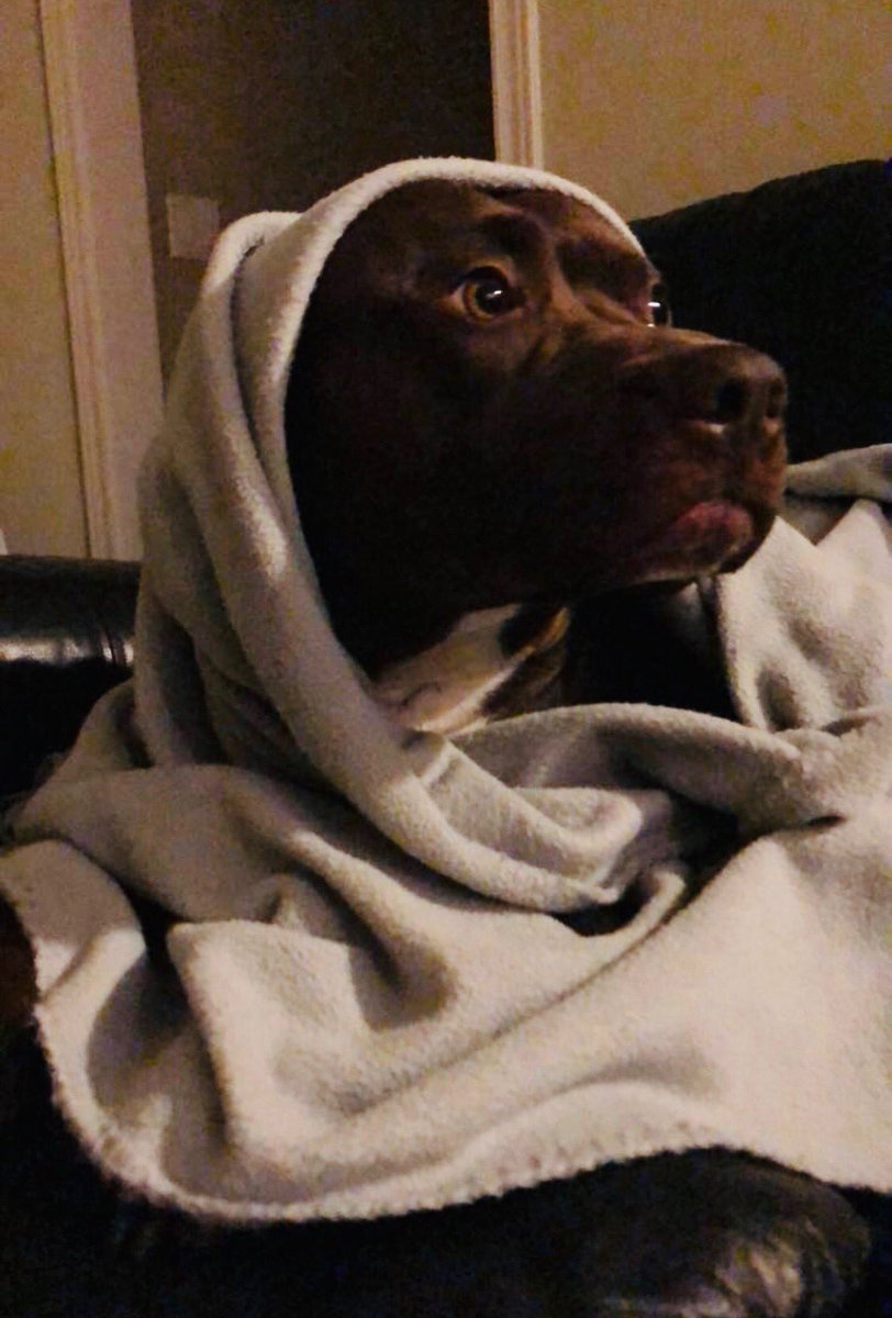 CityPamS's tweet photo. Why is this dog being held by Vaughan Animal Services? Gamboa is a 4 year old lab/bull dog mix and an adored member of a Vaughan family. His only wrongdoing was to escape his back yard on July 20th. VAS will not return him, saying he is part pitbull. ⁦@CityNews⁩ https://t.co/ZmRoTvWVIX