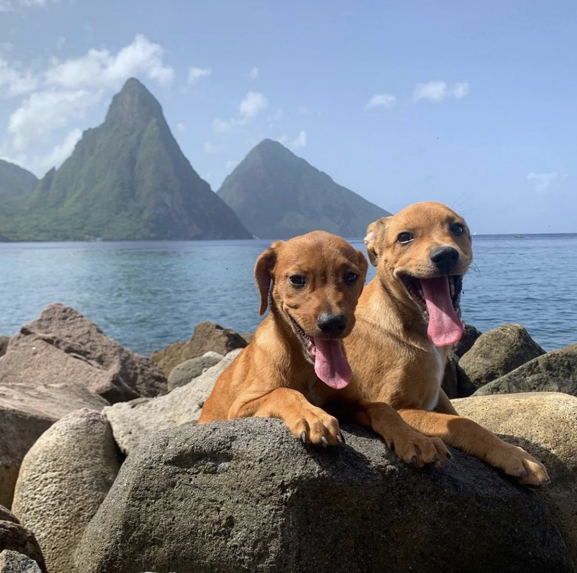 LuxeTiffany's tweet photo. Some puppy cuteness courtesy of @HelpAWS in Saint Lucia, an amazing animal rescue organization that does such great work! #AdoptDontShop #HelPaws https://t.co/EYozfrb5kM