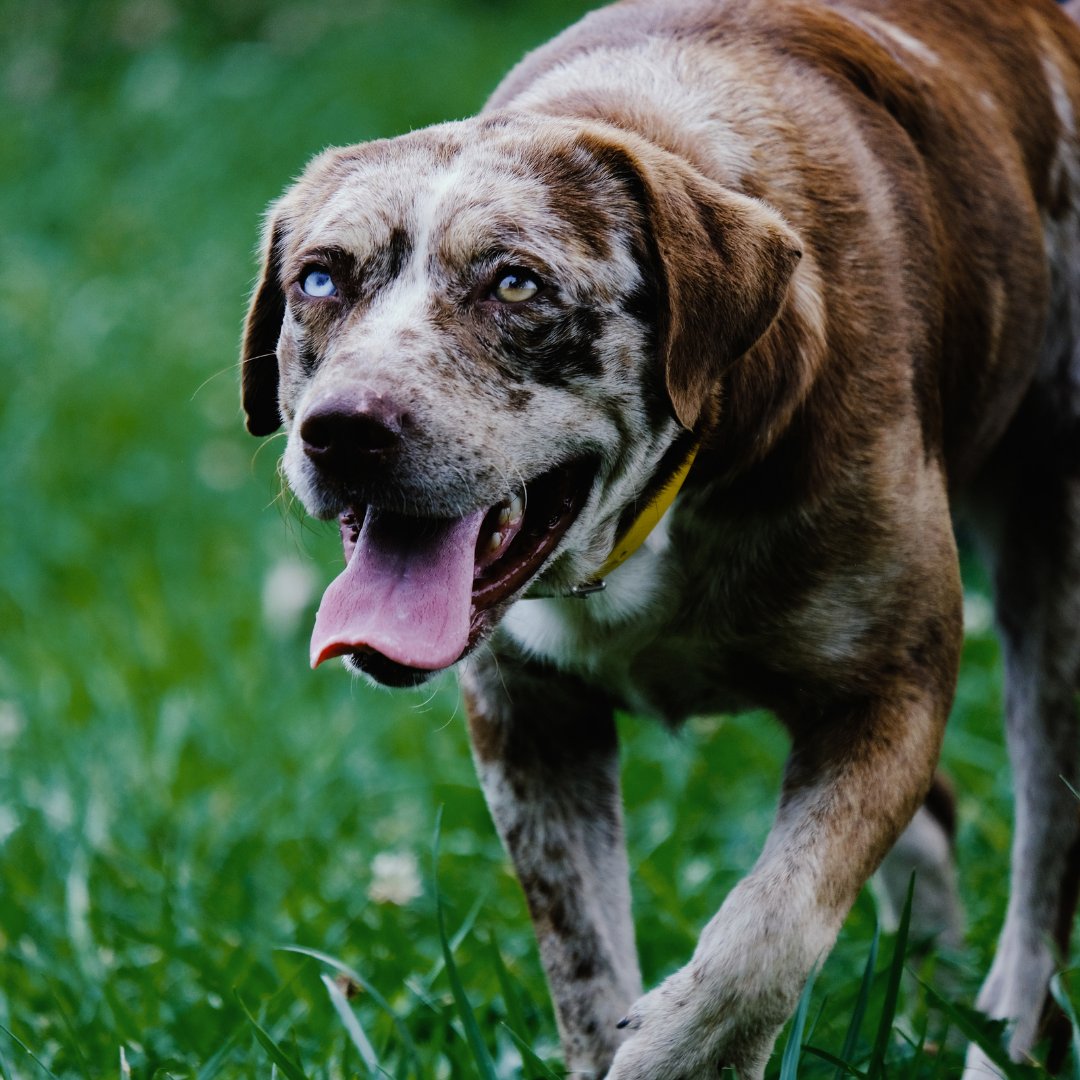 Shed Defender tweet media