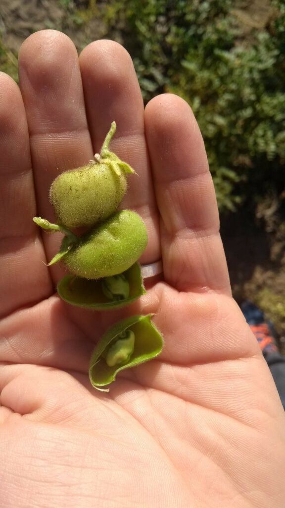 Cultivos invernales de Tucumán #Garbanzo

De las 13.100 ha sembradas en la zona de influencia de
Tucumán se estima una superficie perdida del 12,5%,
principalmente debido a la sequía y las heladas tardías
ocurridas en septiembre.

Informe 💻 bit.ly/368nkDN