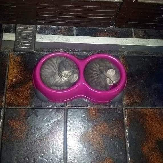 gatitos_qctd's tweet photo. Porta michis https://t.co/vqmJObRv0Q