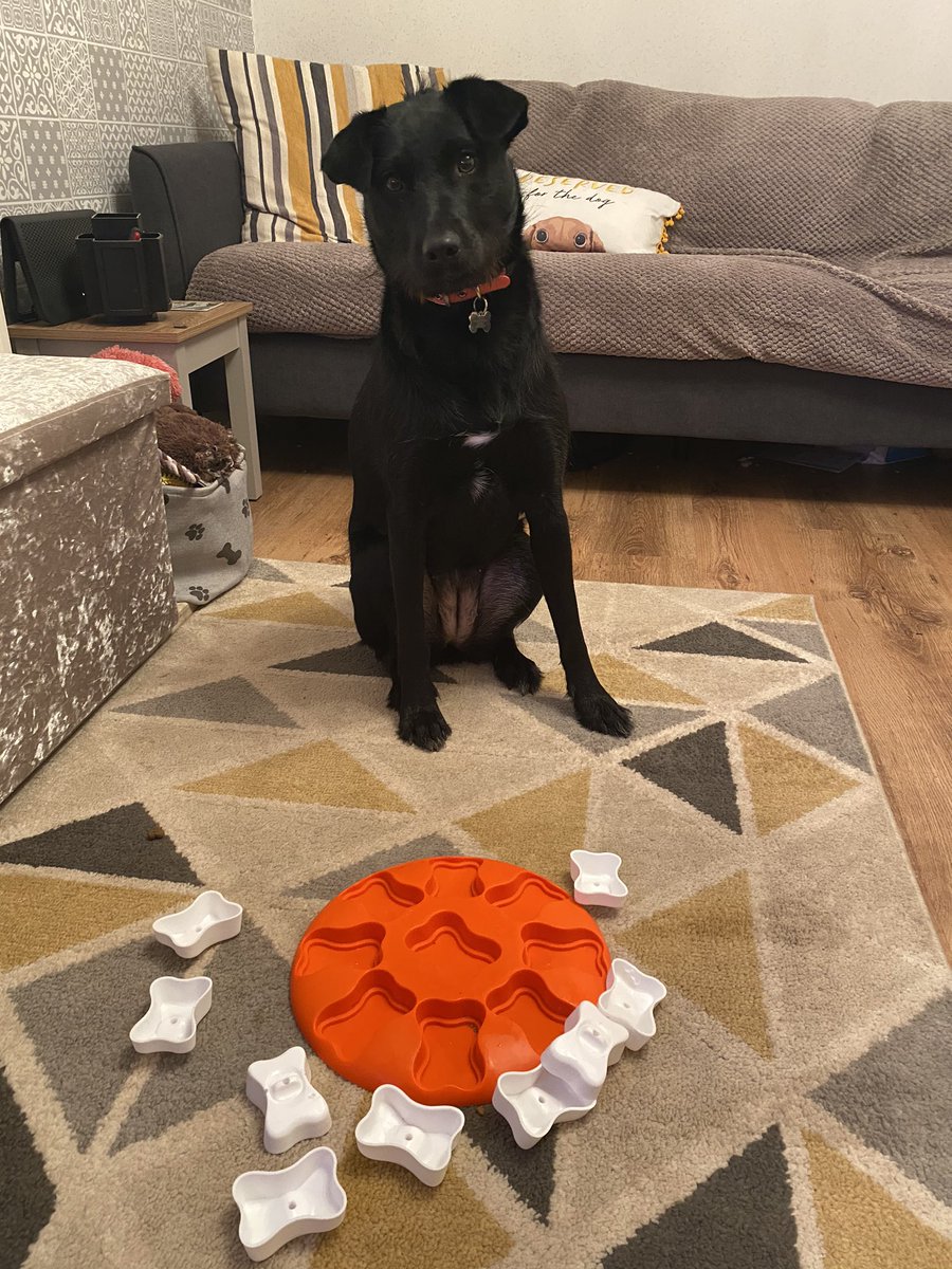 neavealice's tweet photo. Day 4 of #AlphaPet for @macmillancancer
D is for Dinner. Here’s me roughly 5 seconds after being given my full puzzle feeder! 🧩 https://t.co/flSx7n5taJ