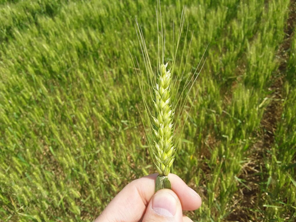 Cultivos invernales de Tucumán #Trigo

Con un avance de cosecha de trigo del 58% se estima
un rendimiento promedio de 6,8 qq/ha.

Informe 💻bit.ly/368nkDN