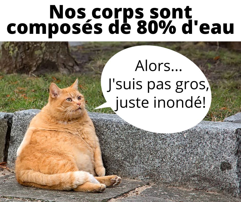 DuoDsNonFanClub's tweet photo. Le chat de #Genevieve #Marcassus n'est pas gros ! Il est juste gonflé d'eau !! 🤣🐈 https://t.co/BtfFxdHnYC