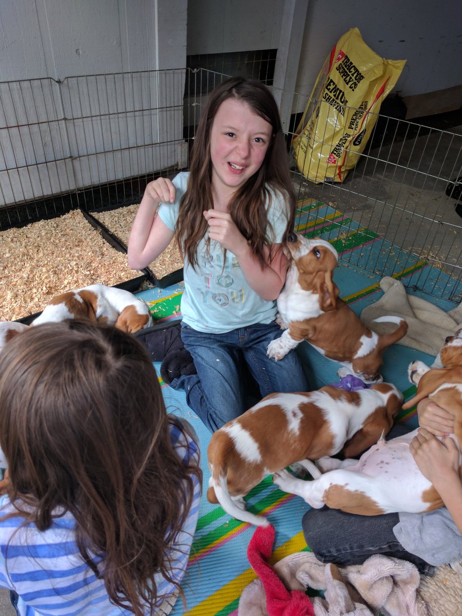Ok, ok. More basset baby chaos. Did you know that baby Bassets love to eat hair? At least baby bruce did.
