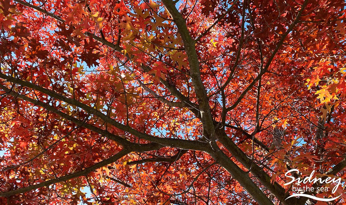 townofsidneybc's tweet image. Sidney is celebrating Tree Appreciation Day on Saturday, November 14 with a tree sapling giveaway and a tree planting activity in Rathdown Park! 🌲🌳❤️

Registration is required for the tree planting activity - space is limited so sign up soon!

sidney.ca/Things_To_Do/P…