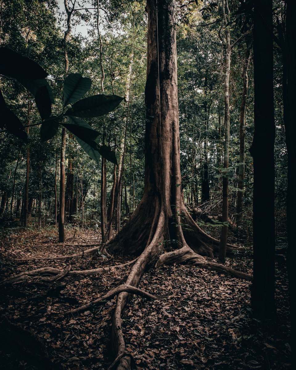 Did you know that some of the trees found in the Amazon are over a thousand years old and some others are older than studies believed to be?

#Reforestree #NationalRecyclingDay #Trees #SavetheAmazon #AmazonRainforest #Reuse #RainforestAlliance #GoGreen #Sustainable