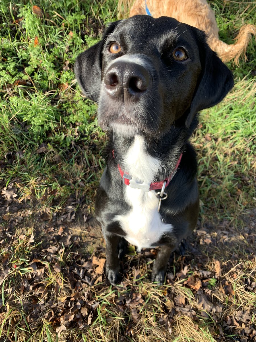 perkinspets's tweet photo. A big welcome to this gorgeous boy who joined the crew this week. 

So speedy you could give Mo Farah a run for his money!! 🏃🏻‍♂️💗 https://t.co/ifgQfrqu4g