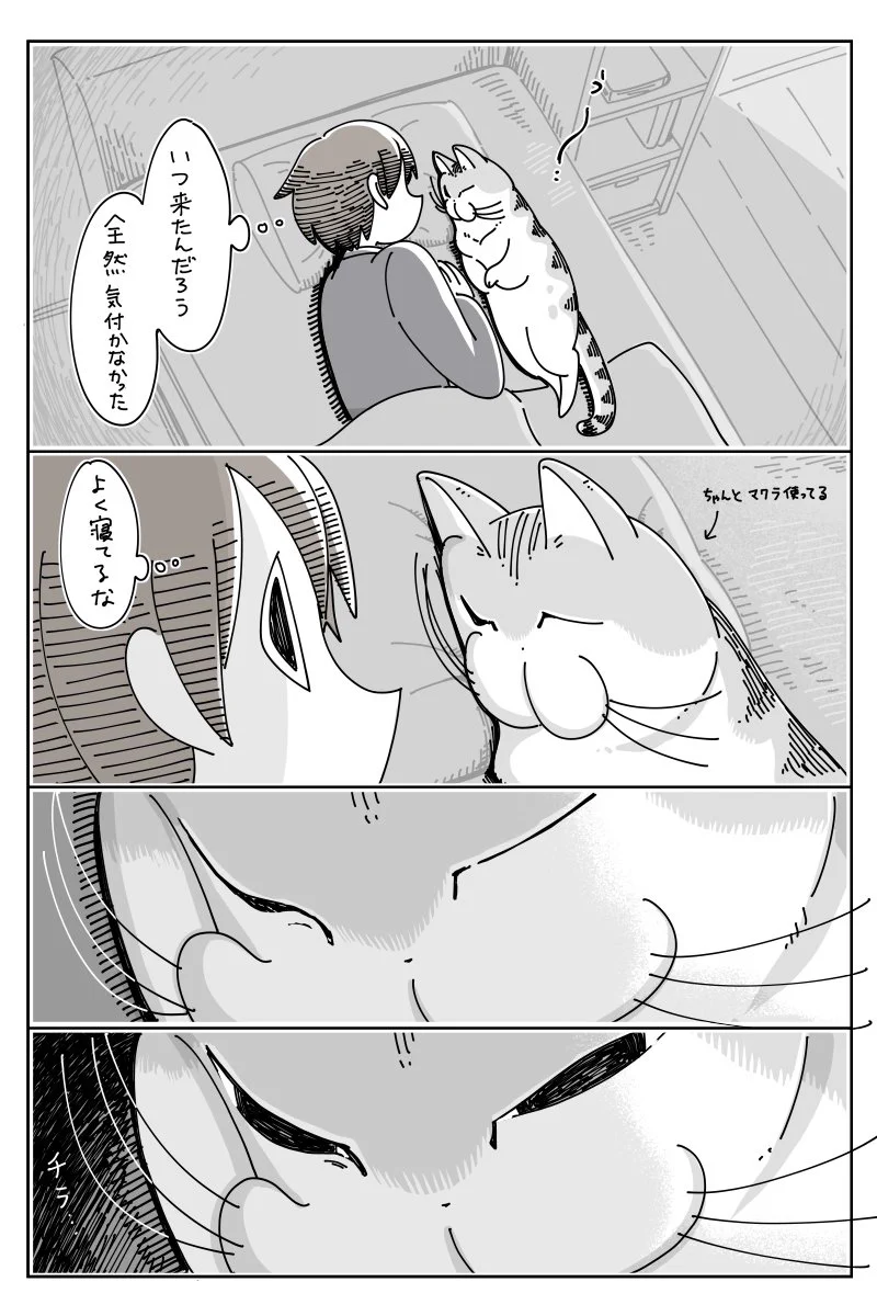 猫ってこういうとこある。気がついたら隣で寝てるｗｗ