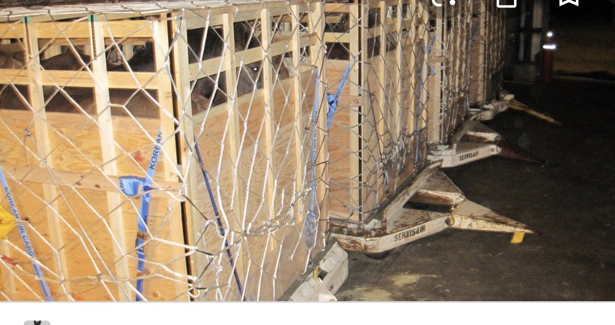 #stopLiveHorseExport boxed up like Fucking old shoes. Two days of hell. No water. No vet on board. Many fall over on take off and during the flights with turbulence. Shitting all over each other. <a href="/KoreanAir_KE/">Korean Air</a> <a href="/JustinTrudeau/">Justin Trudeau</a> Canadian agriculture is super great.