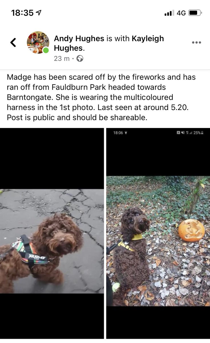 SteedmanThomas's tweet photo. ‼️Cousins dog has went missing.‼️If you stay in the East Craigs/Barton area please keep a look out. RT’s appreciated https://t.co/ElYTHjau0b