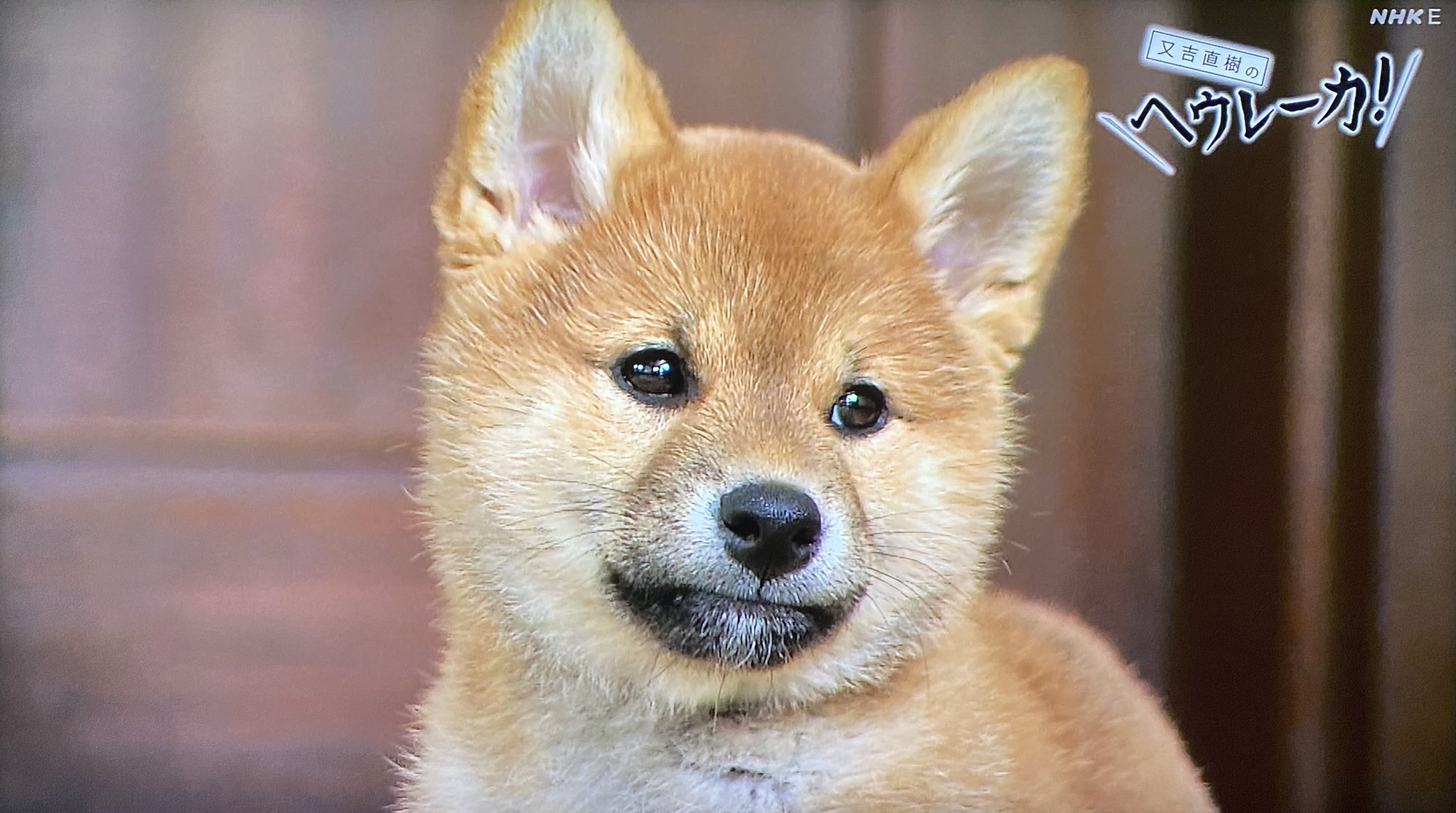 デンスケ Auf Twitter 又吉直樹のヘウレーカ テーマは なぜ犬は人になつくのか 見てる 人の視線や指さしを動物の中で ダントツで犬は理解できる そして 次のステップとして人を家族と認識するのも犬の特徴らしい T Co Noip6nxvej Twitter