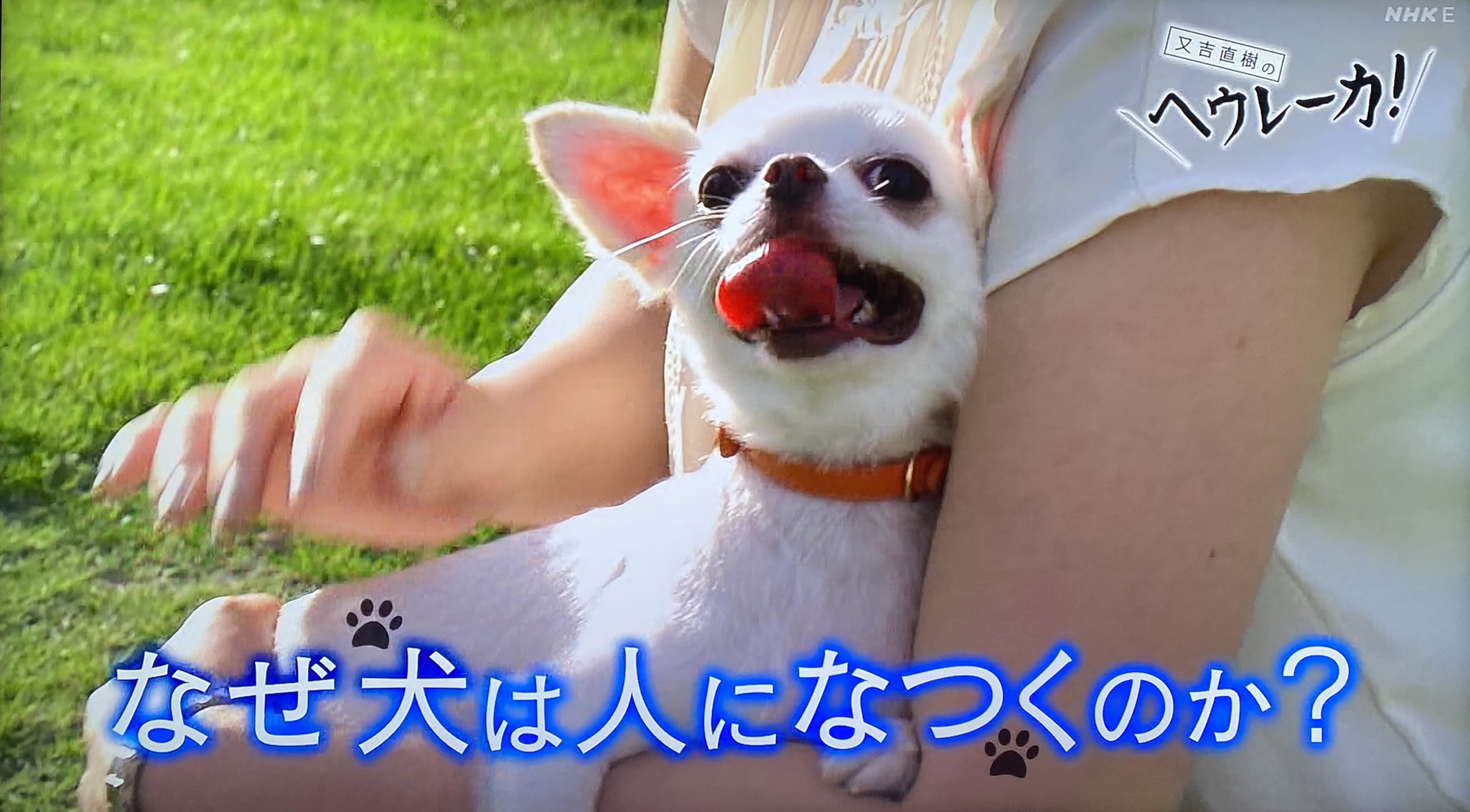 デンスケ 又吉直樹のヘウレーカ テーマは なぜ犬は人になつくのか 見てる 人の視線や指さしを動物の中で ダントツで犬 は理解できる そして 次のステップとして人を家族と認識するのも犬の特徴らしい