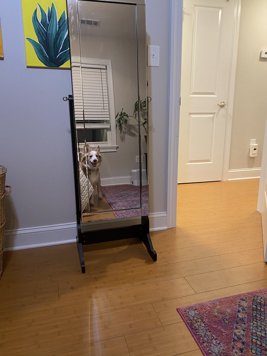 DOG MIRROR PICS WILL CONTINUE UNTIL GEORGIA IS CALLED