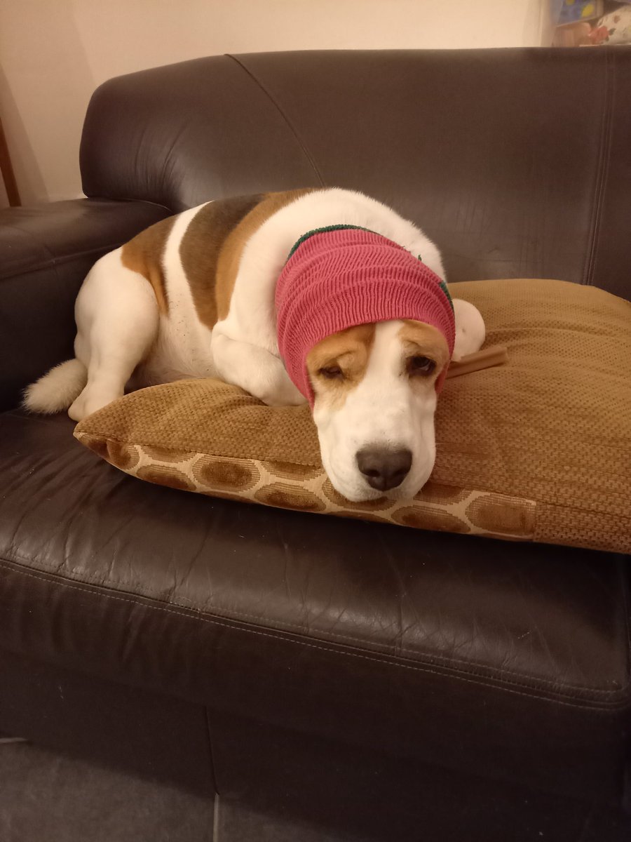 dozydizzy1's tweet photo. When your puppy doesn't like the fireworks going off around you. #sockhat https://t.co/dspJ2qxVDB