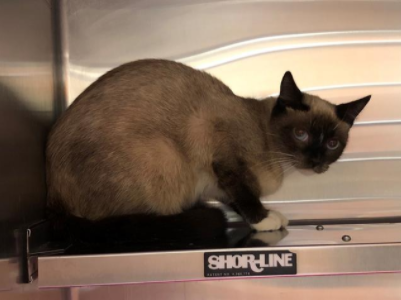 SiameseAngels's tweet photo. SEENA a 1 yr &amp; 1 mn old female Seal Point Snowshoe #Siamese in Mission Viejo, CA  ID#A229563
https://t.co/6IwcyB4z3U
#AdoptDontShop #AdoptMe #SoCal #BeautifulCats #RescueCats #LostCat #Foster https://t.co/z1jignUY6l