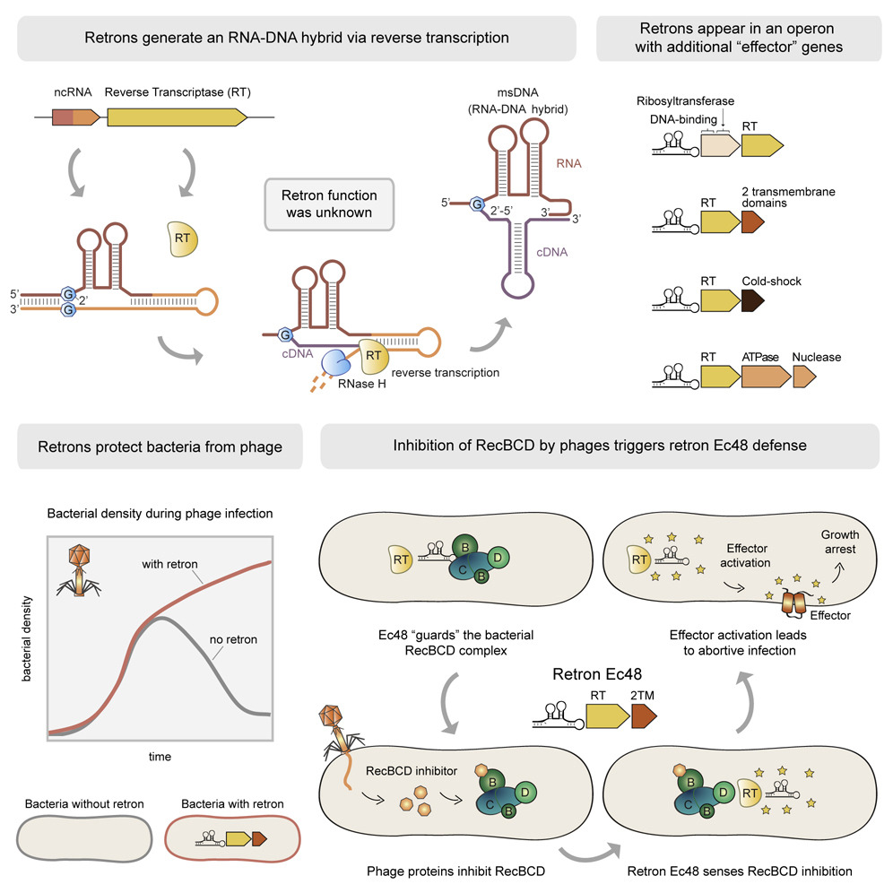 Online now! #Retrons are part of a large family of anti-#phage defense systems that are widespread in #bacteria and confer resistance against a broad range of phages. bit.ly/3lefPRW