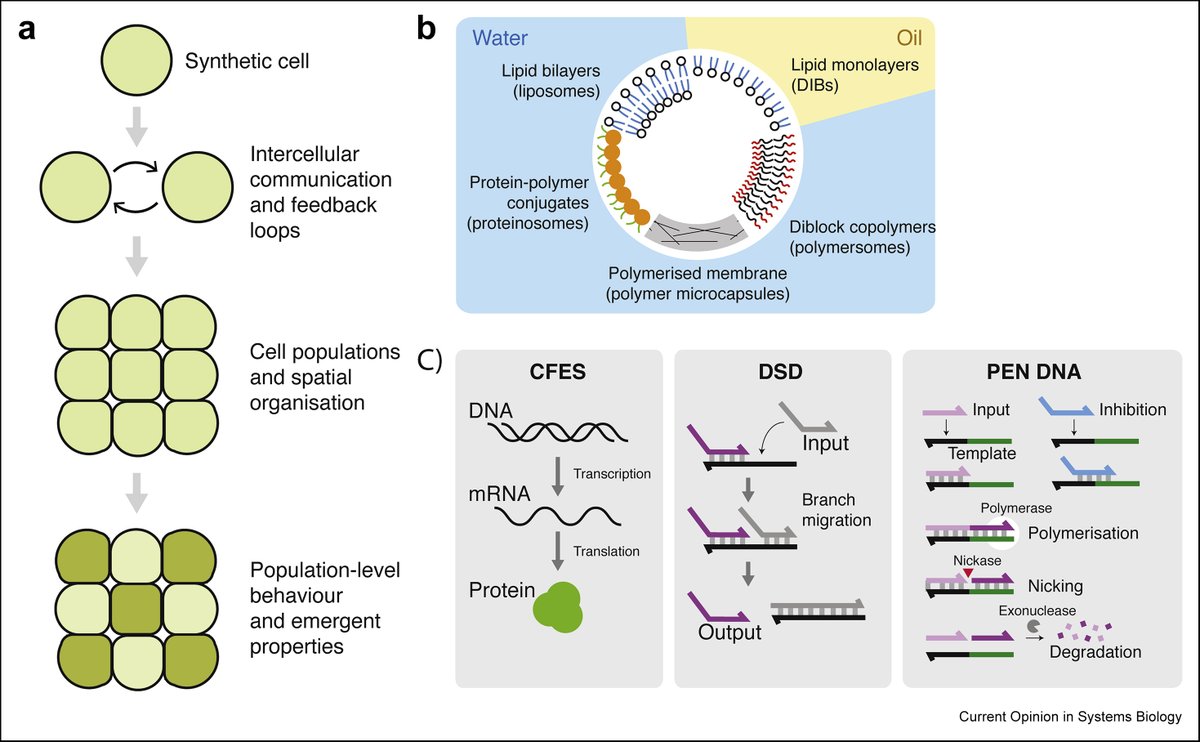 Hurray! Our review titled " Building synthetic multicellular systems" is now out in its final version. Here is the open access link....doi.org/10.1016/j.cois…
Well done and congratulations David!
#synbio <a href="/zechnerlab/">Zechner lab</a> #TangLab