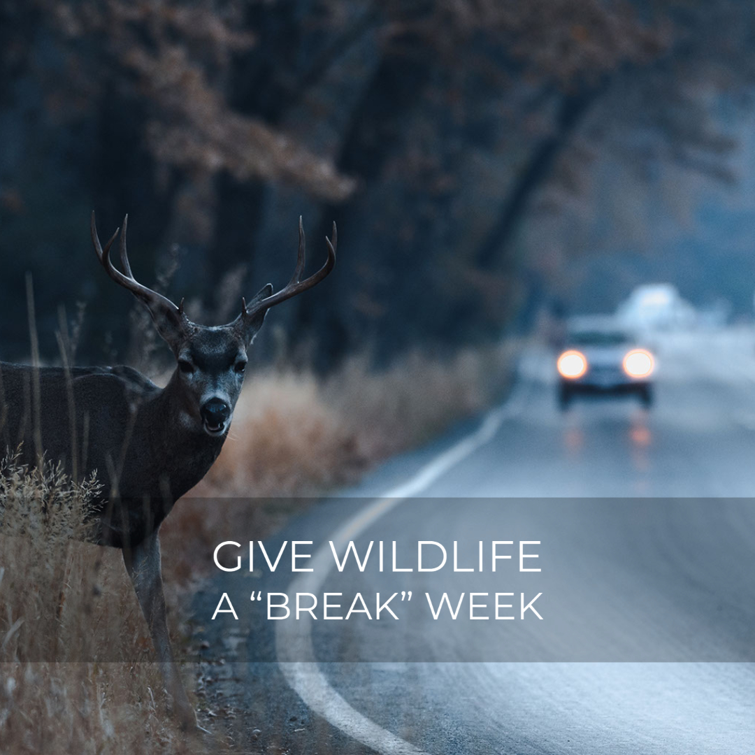AxonTrucking's tweet photo. Give Wildlife a “break” Week. Animals are in the path of speeding vehicles everyday crossing roads and highways in search of food, water and mates. Here are 5 ways to lower your risk of hitting an animal and what to do if a collision occurs.
#axonsoftware #wildlife #animals https://t.co/WBXbiYnrVT