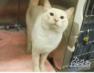 SiameseAngels's tweet photo. MEEP a 4 yr old neutered male Flame Point #Siamese in Irvine, CA     ID#A124774
https://t.co/cW7Rlrw2ST
#AdoptDontShop #AdoptMe #SoCal #BeautifulCats #RescueCats #LostCat #Foster https://t.co/0QKlxwUchd