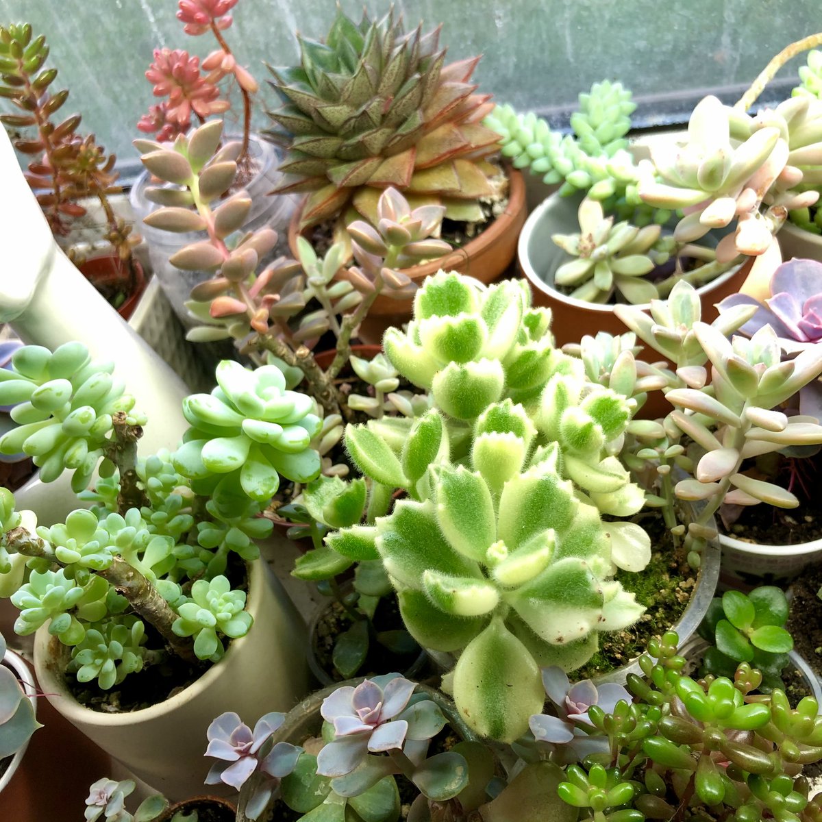 AVivarium's tweet photo. A little garden of joy in this difficult times :)

#succulents #succulentsforsale #succulentsinlondon #succulentsoflondon #succulentcuttings #ghostplant #graptopetalumparaguayense #graptosedum #darleysunshine #burrostail #bearspawsucculent https://t.co/gclf9GICVM