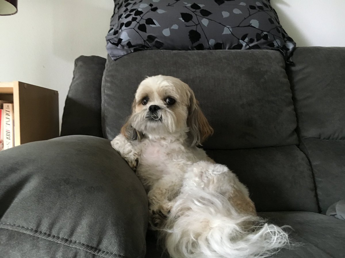 pixierobinhood's tweet photo. @ReverendWarnock Fusby Boo Bear, Esq. https://t.co/Mr4Ef8sBgV