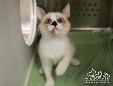 SiameseAngels's tweet photo. SCARECROW a 2 month old spayed female Snowshoe #Siamese in Irvine, CA   ID#A124807
https://t.co/GM73QAeaT8
#AdoptDontShop #AdoptMe #SoCal #BeautifulCats #RescueCats #LostCat #Foster https://t.co/VBiq9ytiym