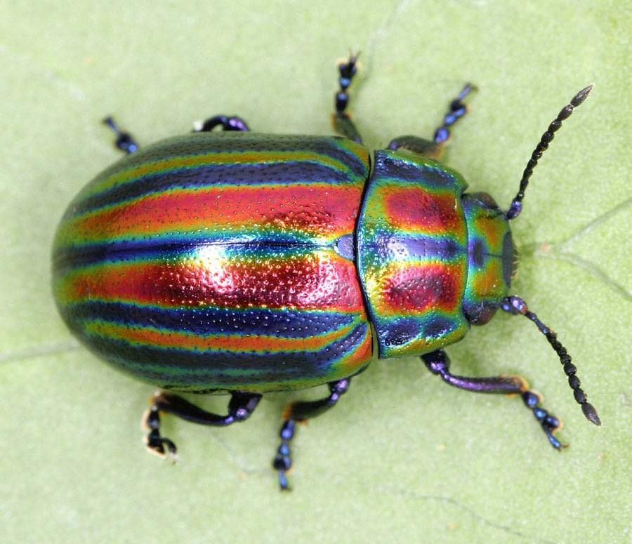 Look at the pic below, it is called a colour wheel. This was created by British entomologist Moses Harris for his study of beetle colours, The Natural System of Colours, 1766 (here's a Rosemary Beetle - if you want to learn about beetles, read Beetle Boy by  @MGLnrd, it is fab!)