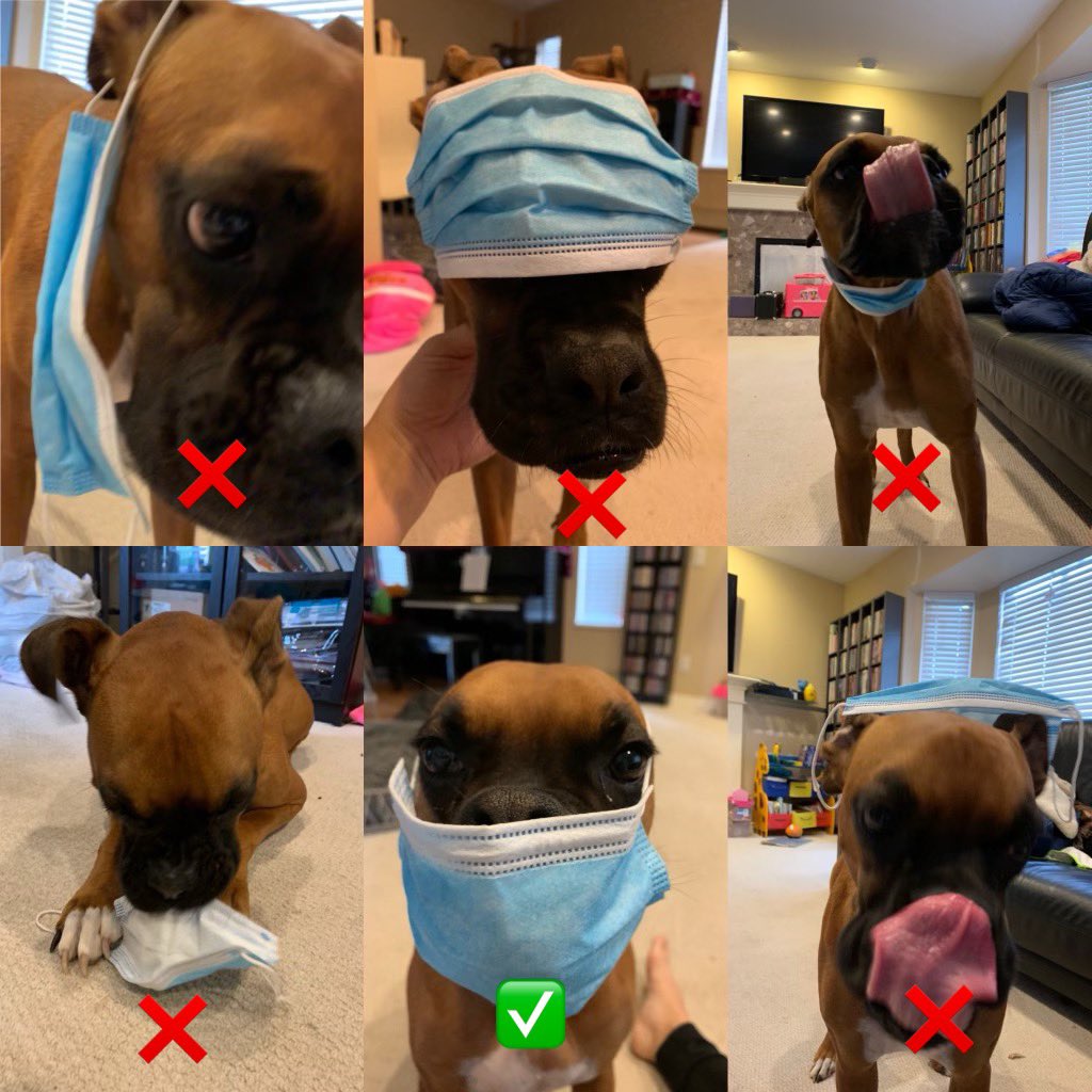 barbaracho's tweet photo. How to wear a mask https://t.co/mzefkTqfWf