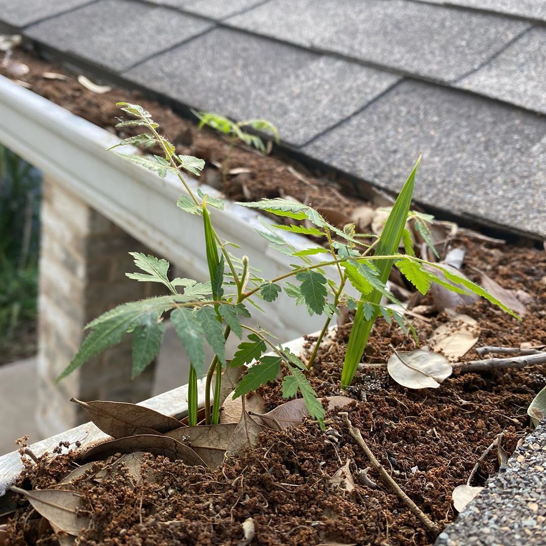 PpmNetwork's tweet photo. The #deferredmaintenance that caused this #gutter buildup took 3 #cleanings to fully remove #buildup and get the gutters #flowing again!
Offering $25 off for #newclients Call to have our our in-house #maintenance crew at #PPMNetwork inspect your gutters today!
#guardingyourassets https://t.co/bL9h7NPDy6