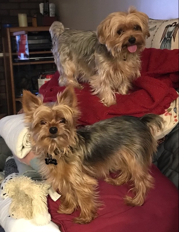 SpoonlessCorey's tweet photo. These puppers are best doggos 😁 https://t.co/osIoftf3lK