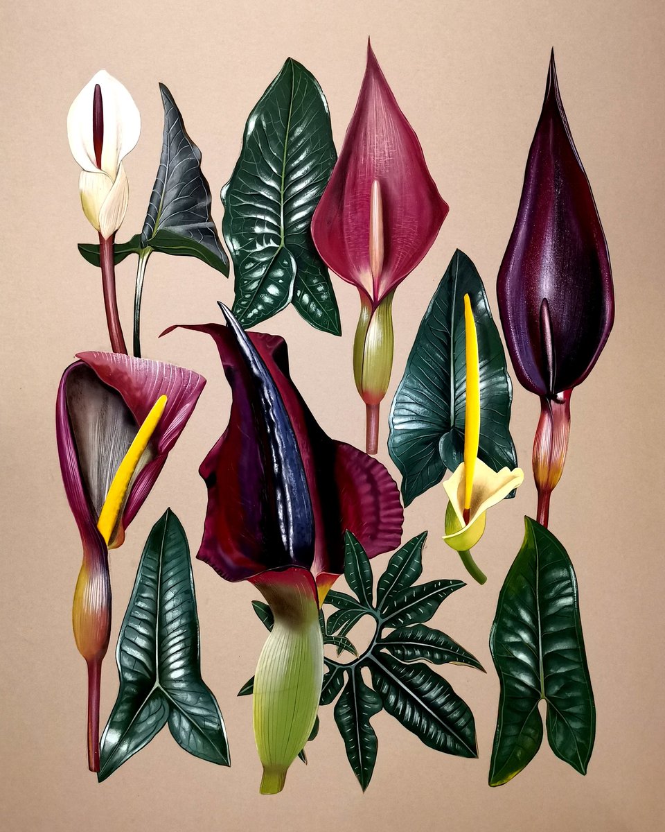 thorogoodchris1's tweet photo. My latest plate, finished at last: an oil painting of the arums (and relatives) of Crete. https://t.co/gIFaTyliAH