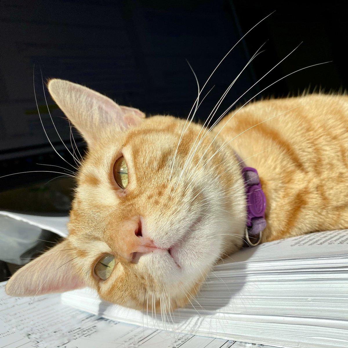 TaterTot_Piper's tweet image. Lazy day in the sun ☀️ #catchingsomerays #lazyday #princessintraining #ginger #gingercat #CatsOfTwitter #CatsOnTwitter #catoftheday